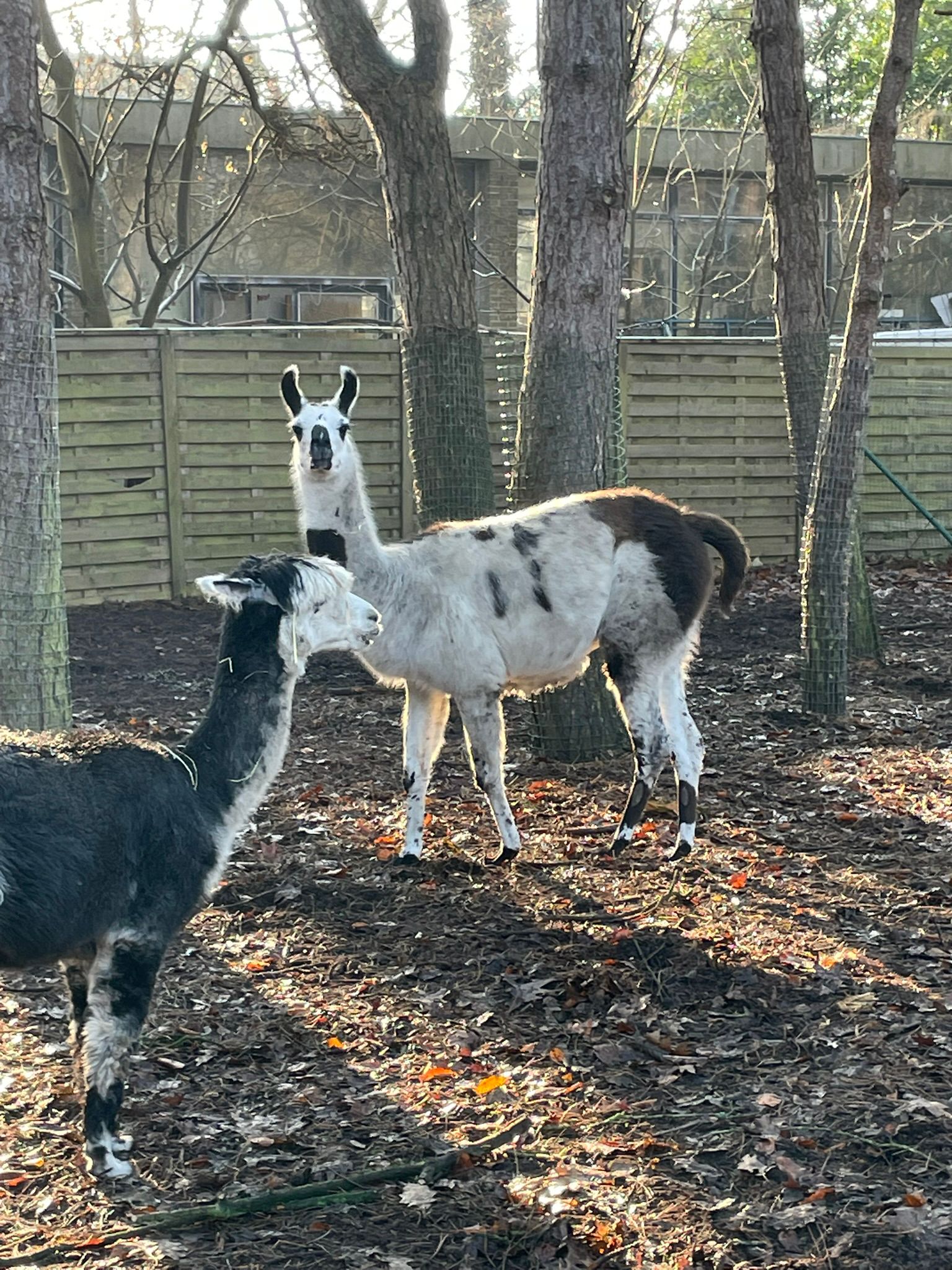 Sint-Martinus den XIIde - Winterkamp JVK 2024